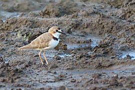 Collared Plover