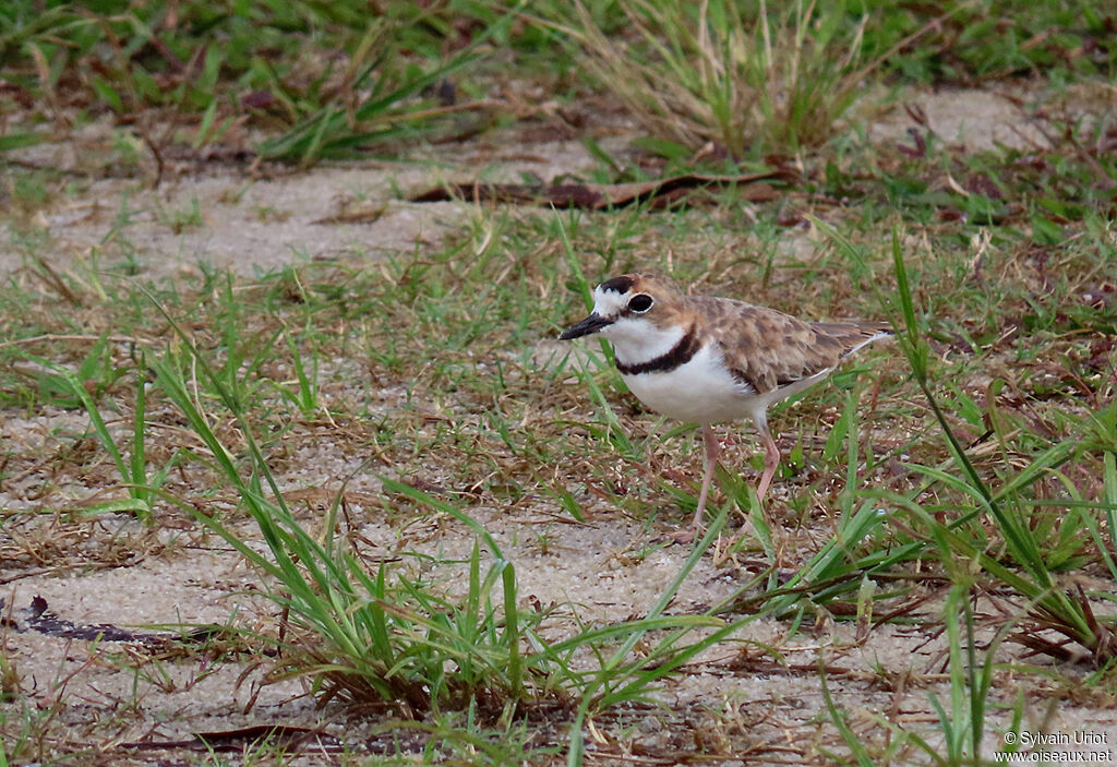 Collared Ploveradult