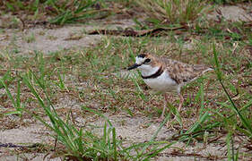 Collared Plover