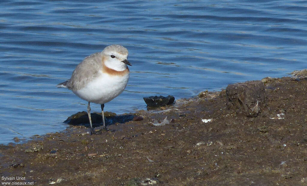 Chestnut-banded Plover female adult, close-up portrait