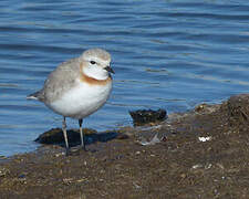 Chestnut-banded Plover