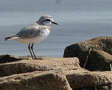 Chestnut-banded Plover