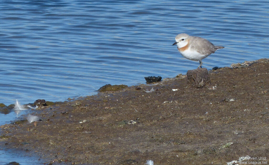 Chestnut-banded Ploveradult