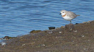 Chestnut-banded Plover