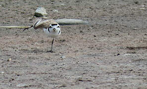 Snowy Plover