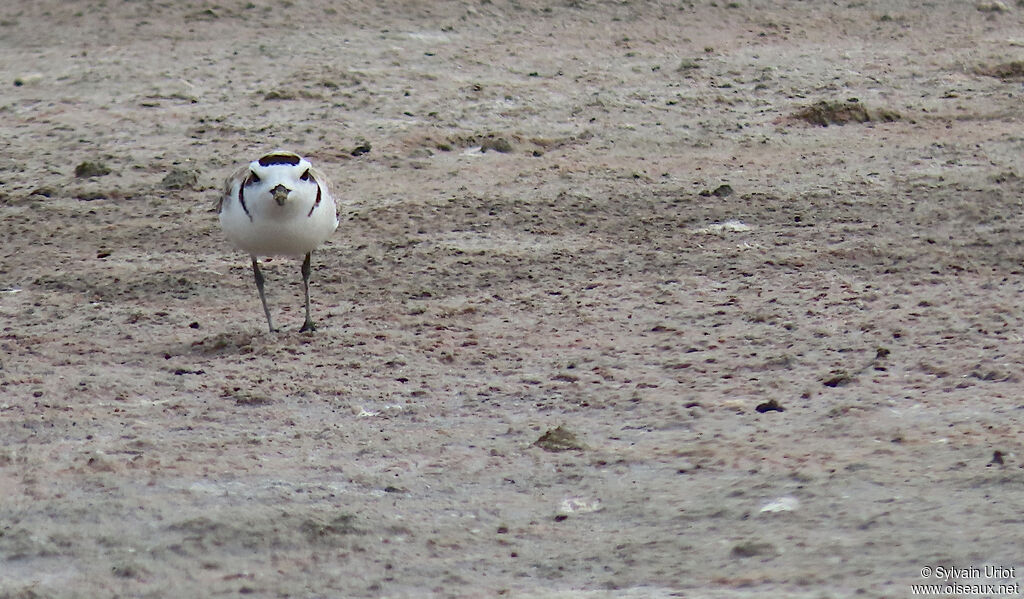 Snowy Ploveradult