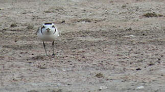 Snowy Plover