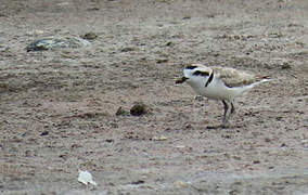 Snowy Plover