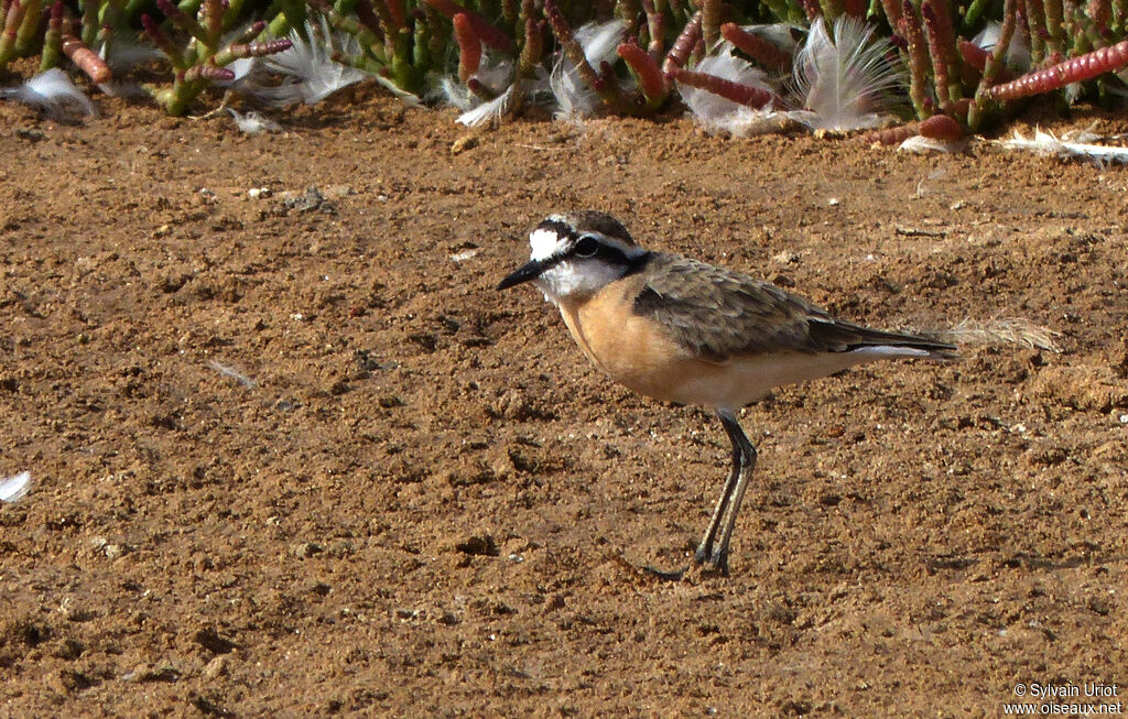 Kittlitz's Ploveradult breeding