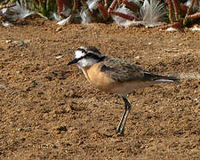 Kittlitz's Plover