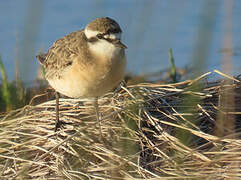 Kittlitz's Plover