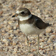 Semipalmated Plover