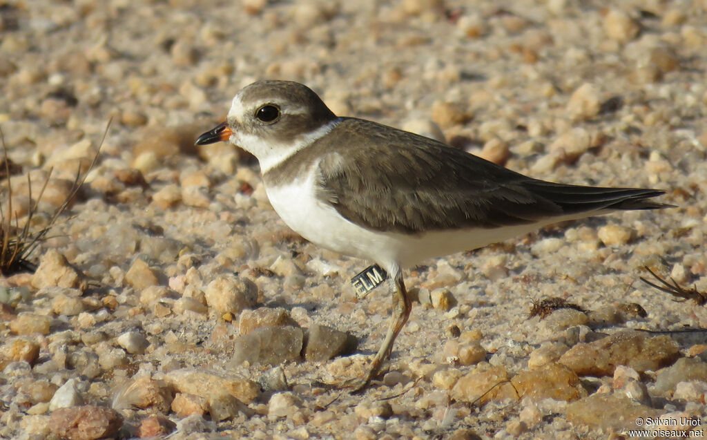 Semipalmated Ploveradult post breeding