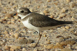 Semipalmated Plover