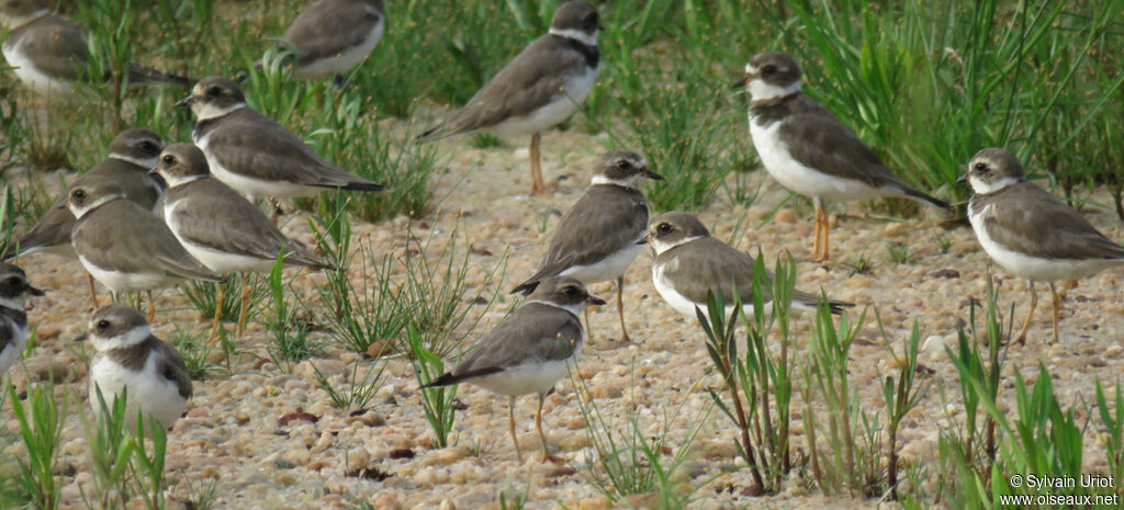 Semipalmated Plover