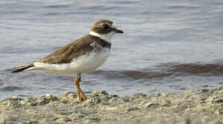 Semipalmated Plover