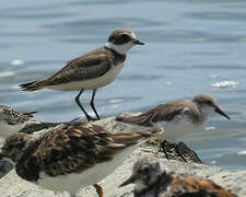 Semipalmated Plover