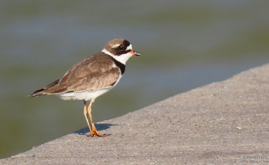 Semipalmated Ploveradult breeding