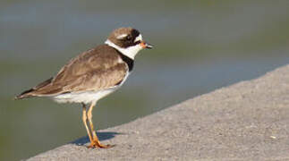 Semipalmated Plover