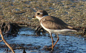 Semipalmated Plover