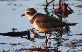 Semipalmated Plover