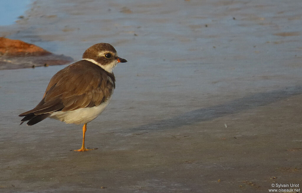 Semipalmated Ploveradult post breeding