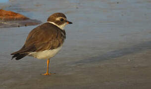 Semipalmated Plover