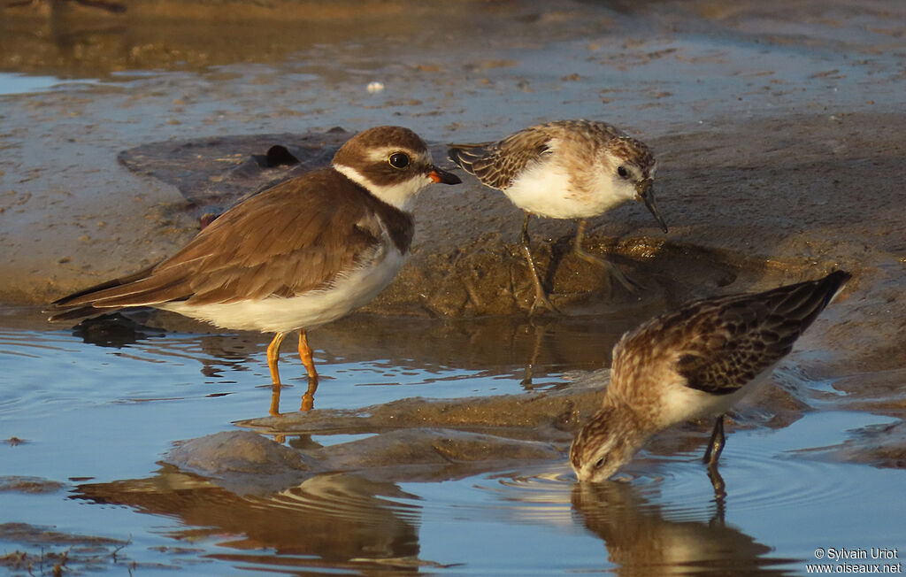 Semipalmated Ploveradult post breeding