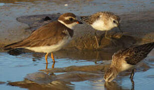 Semipalmated Plover