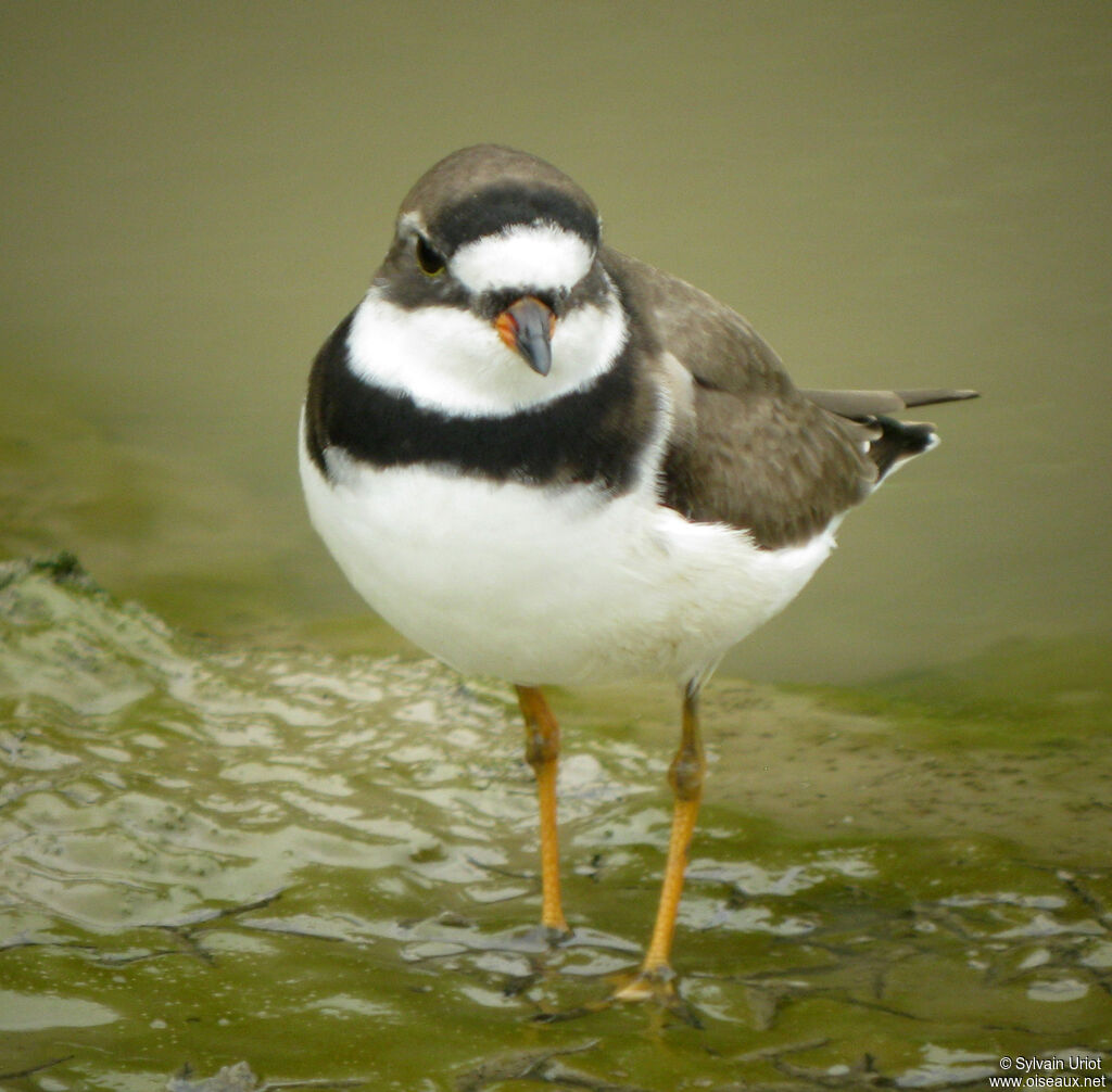 Semipalmated Ploveradult breeding