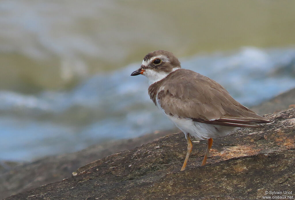 Semipalmated Ploveradult post breeding