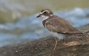 Semipalmated Plover