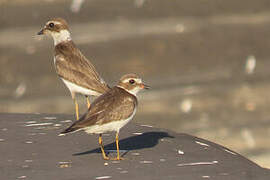 Semipalmated Plover