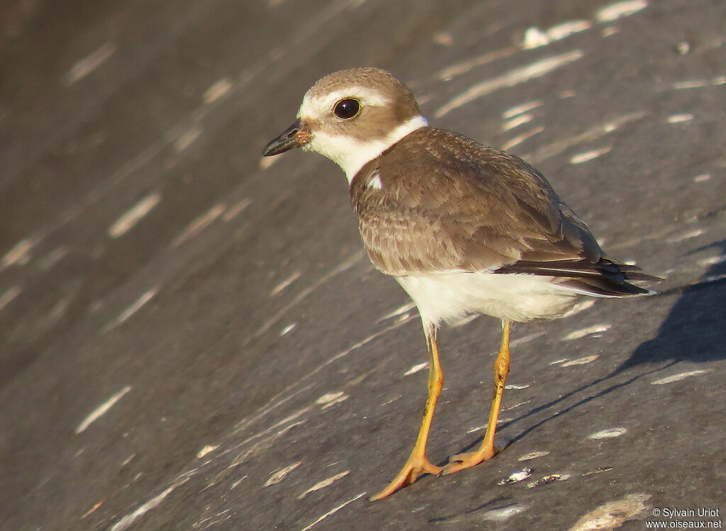 Semipalmated Ploveradult post breeding