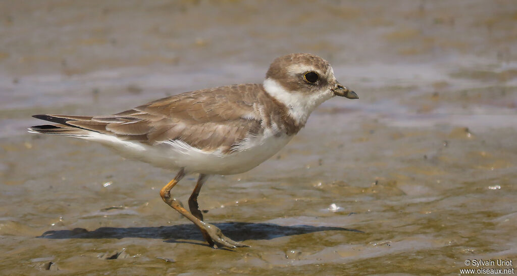 Semipalmated Ploveradult post breeding