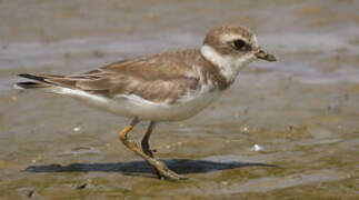 Semipalmated Plover