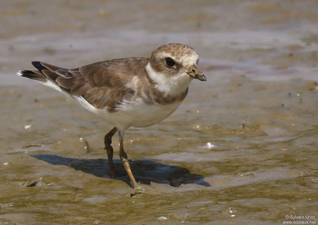 Semipalmated Ploveradult post breeding