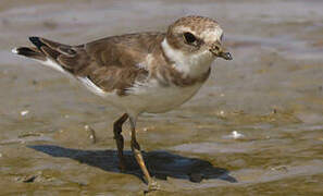 Semipalmated Plover