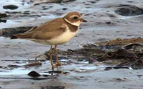 Semipalmated Plover