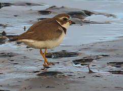 Semipalmated Plover