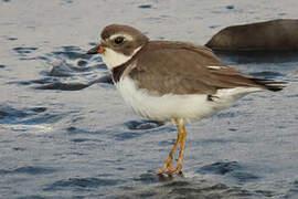 Semipalmated Plover
