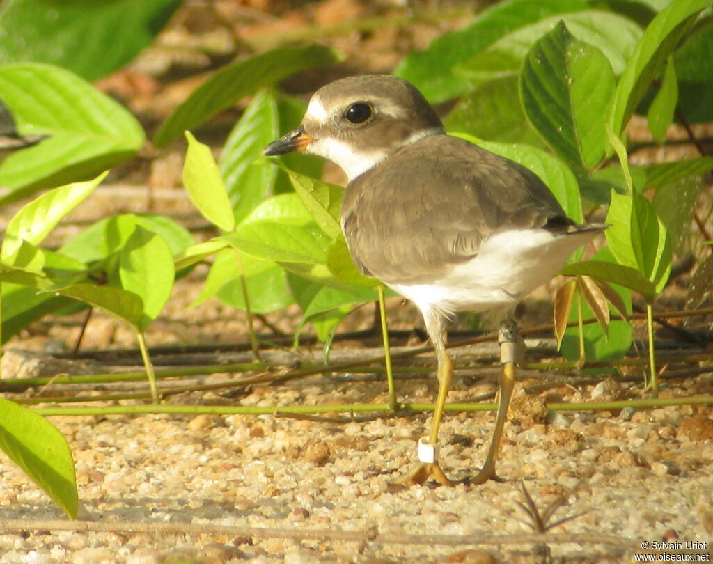 Gravelot semipalmé