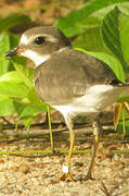 Semipalmated Plover