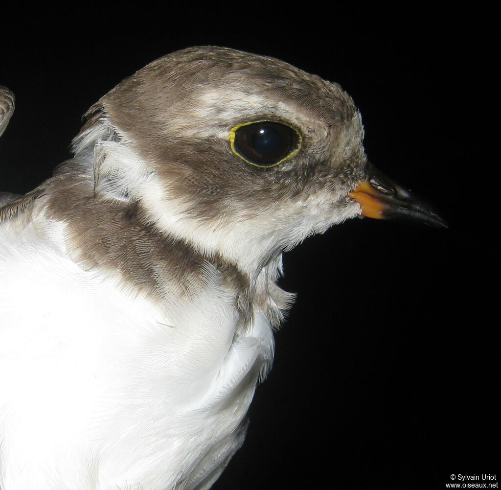 Semipalmated Ploveradult post breeding