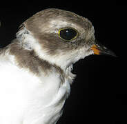 Semipalmated Plover