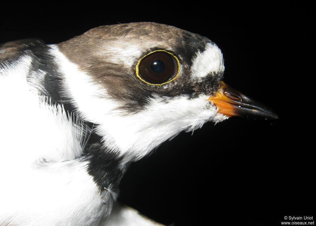 Semipalmated Ploveradult breeding