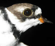 Semipalmated Plover