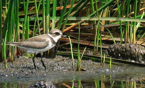 Semipalmated Plover