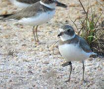 Semipalmated Plover