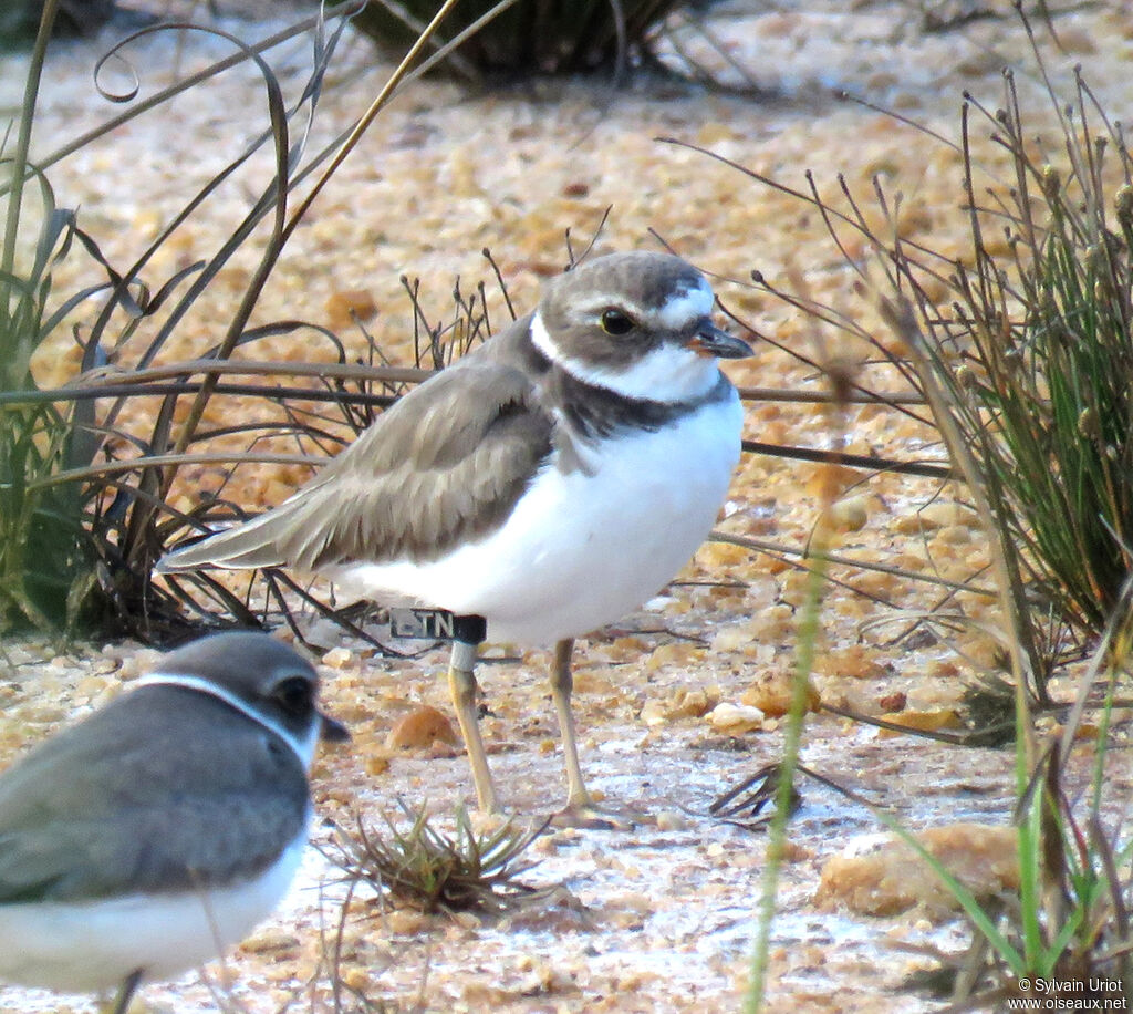 Semipalmated Ploveradult post breeding